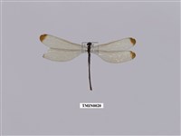 藏品(中華珈蟌南台亞種)的圖片